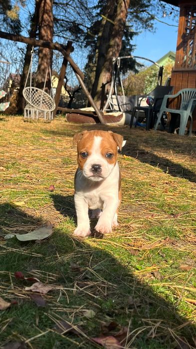 Staffordshire Bull Terrier