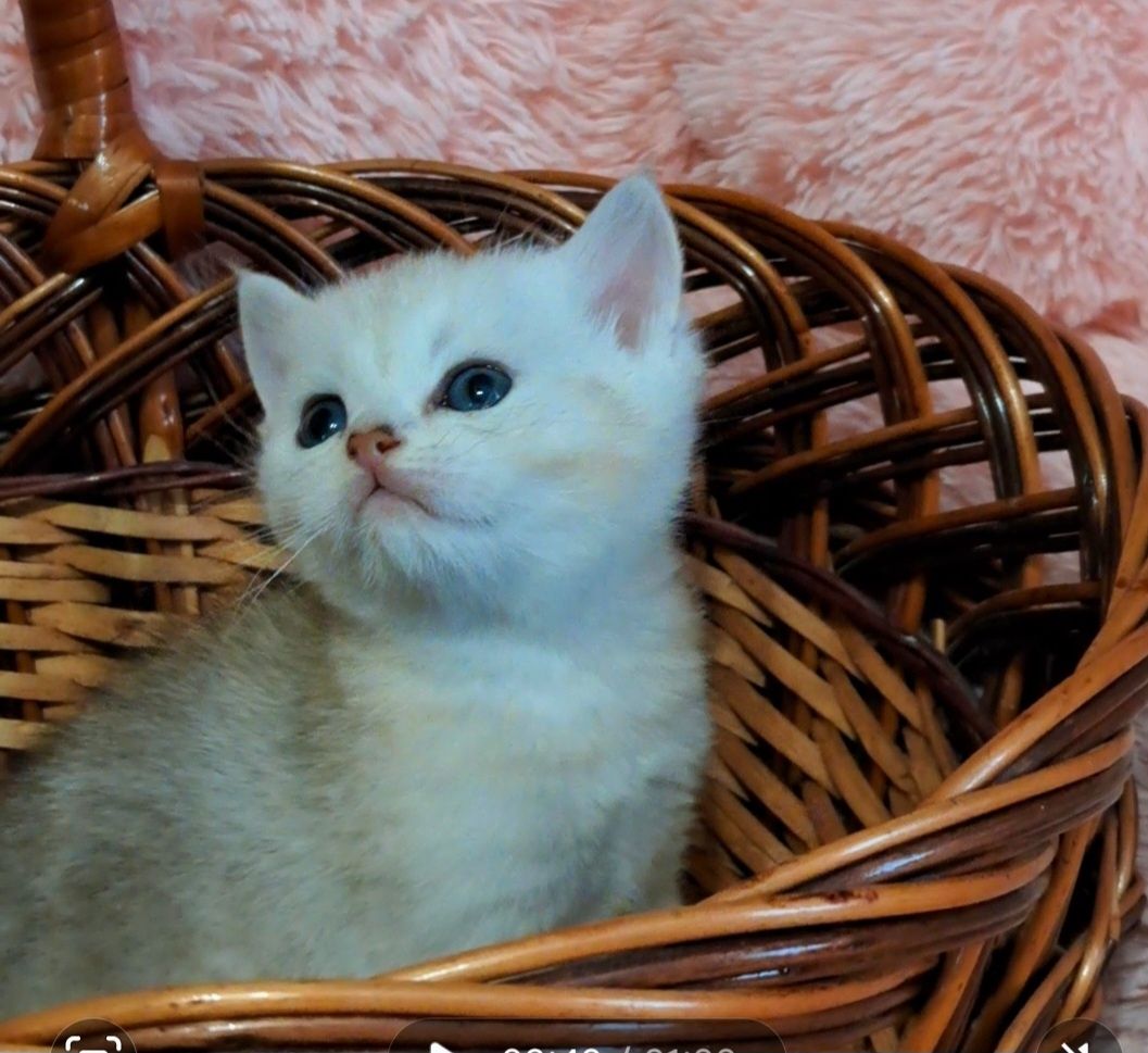 Продам шотландского серебристого котенка