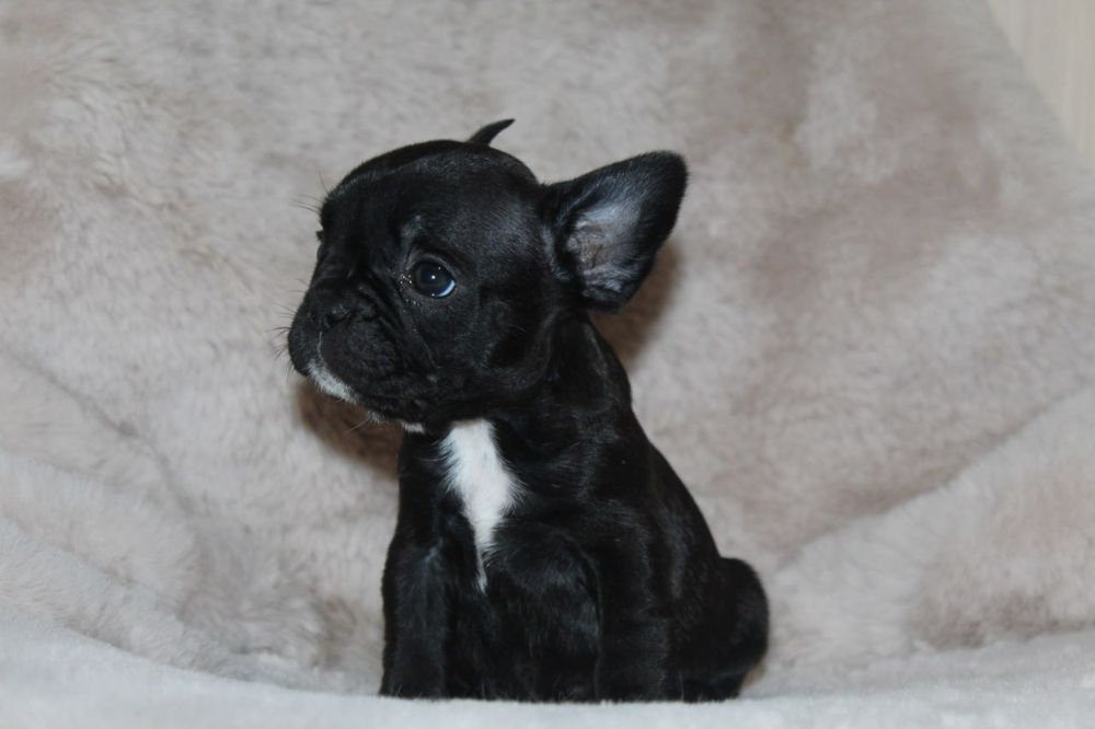 Французики карапузики