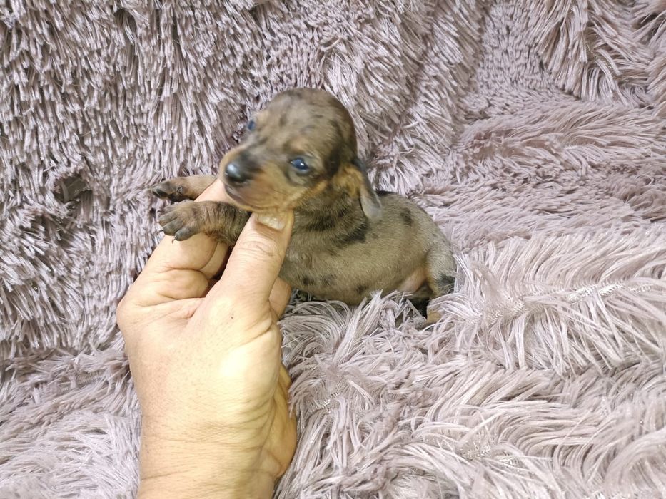 Teckel kanichen fêmea arlequim