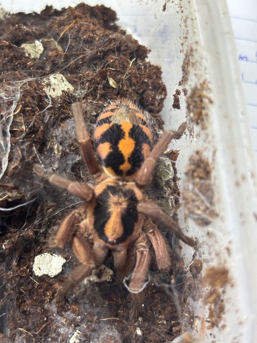 Hapalopus formosus
