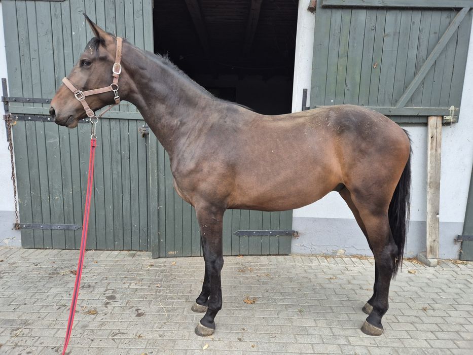 Wałach po CasCasall 173cm