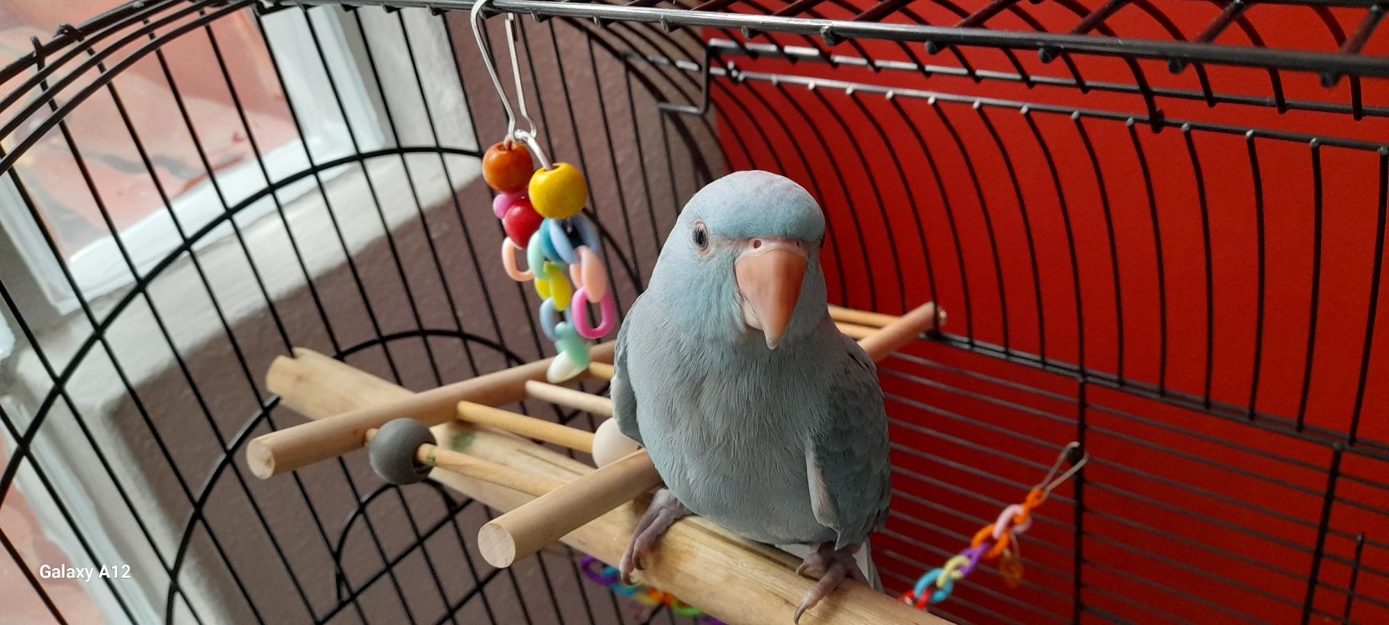 Ring neck com gaiola