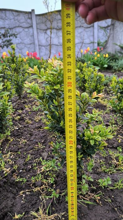 Самшит вічнозелений.