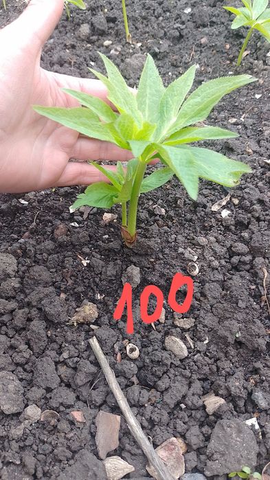 Морозник багаторічник