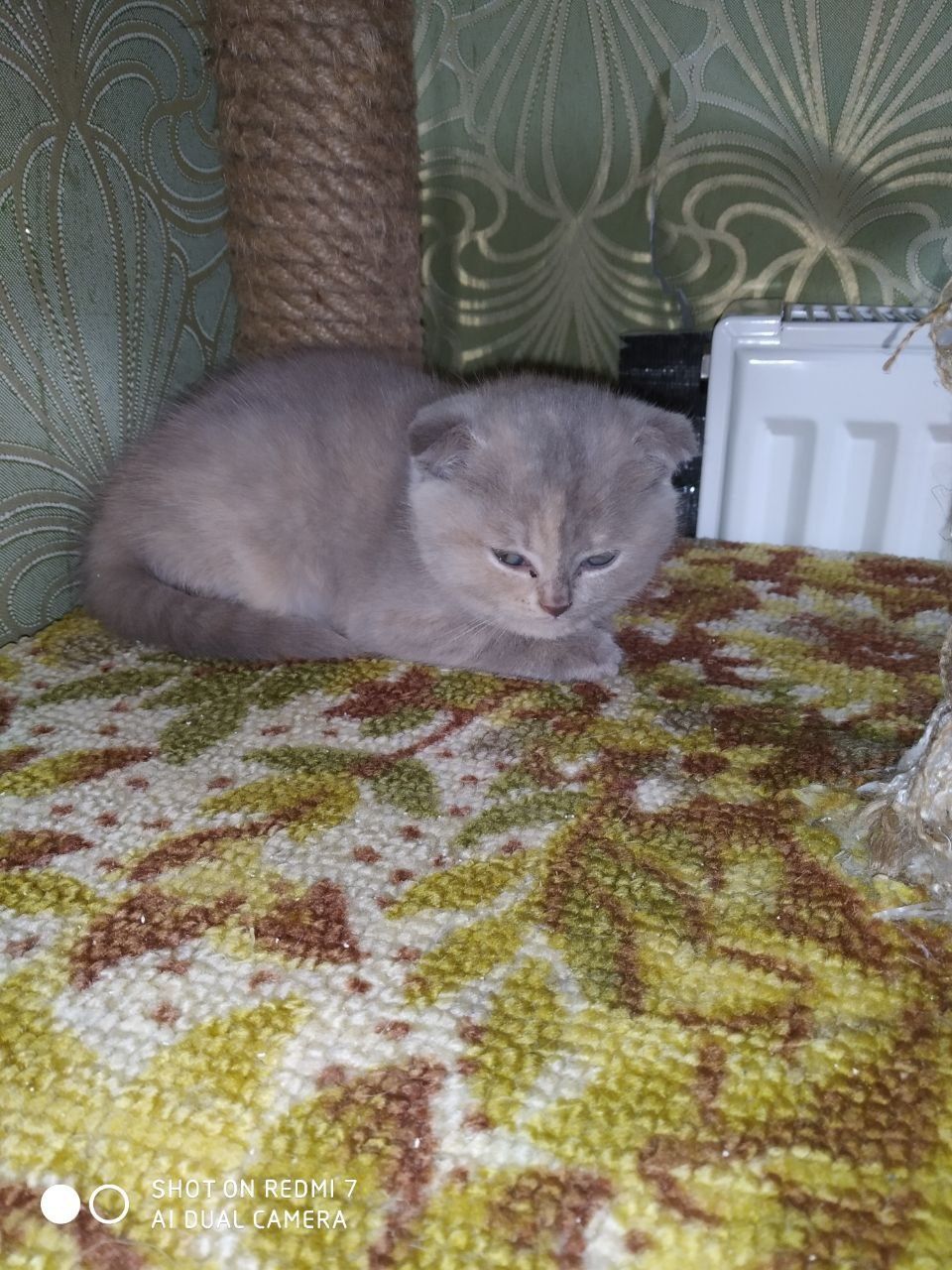Британский кот ждет девочку для вязки.
