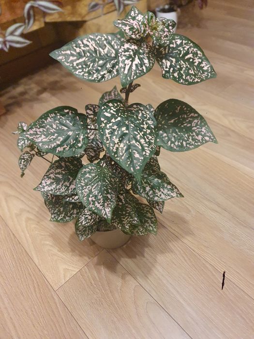 Niedospian duża sadzonka