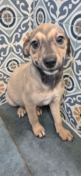 Male szczeniaki okolo 3 miesiące