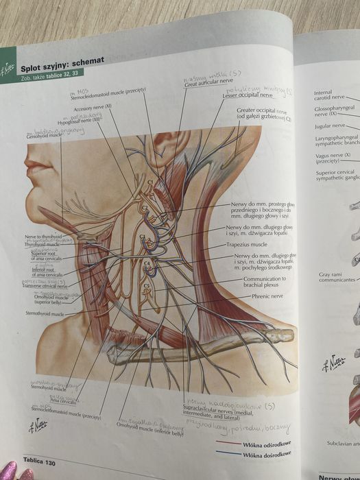 Netter atlas anatomii człowieka angielskie nazewnictwo anatomiczne