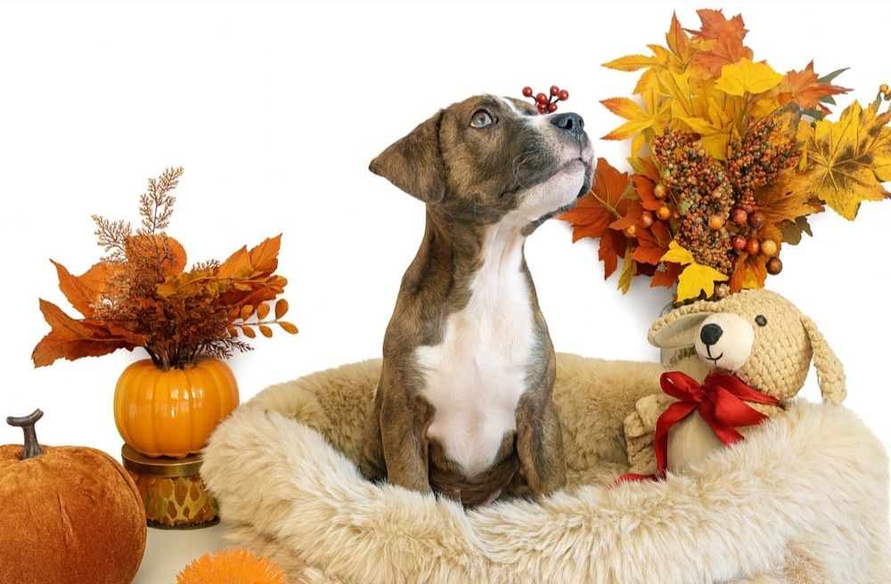 Śliczny piesek Amstaff!