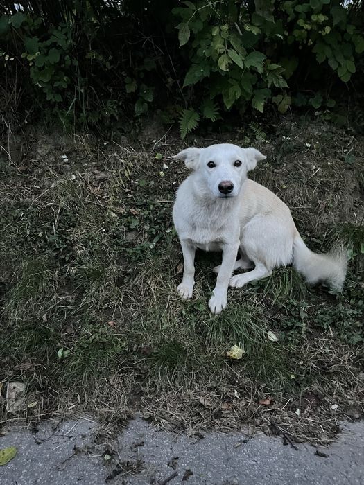 PILNIE ‼️ Bardzo pilnie szukamy domu dla młodziutkiej suczki