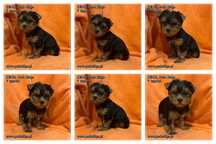 york suczka yorki piesek pieski yorkshire terrier rodowód ZKwP FCI