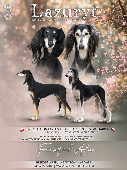 Chart perski SALUKI, suczka z metryką ZKwP/FCI