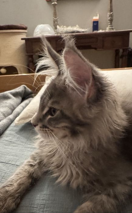Kocurek Maine Coon