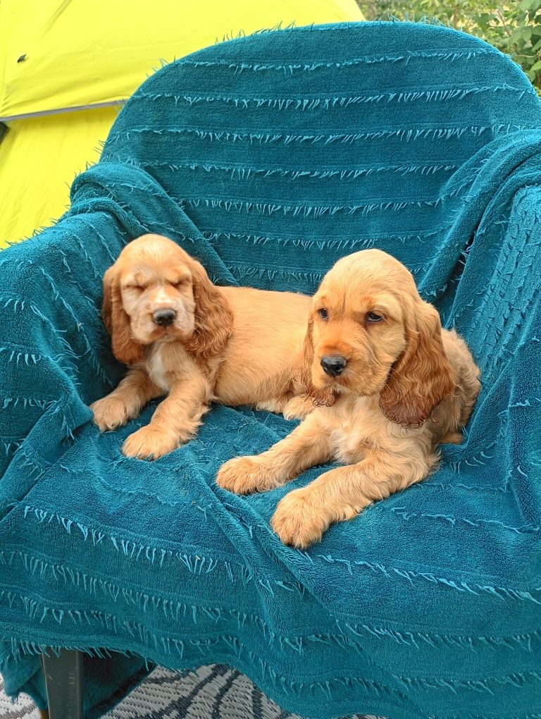 Cocker spaniel angielski