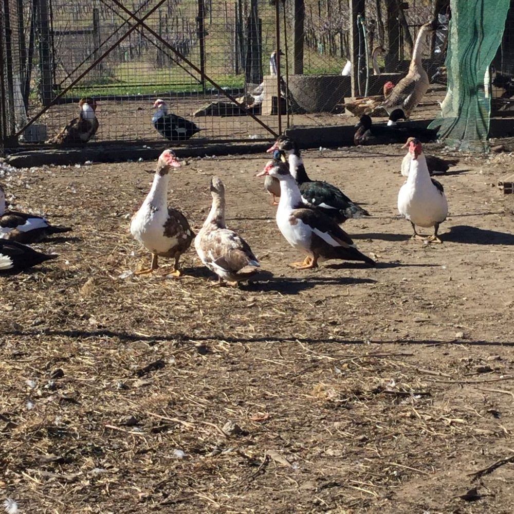 Patos mudos sexados