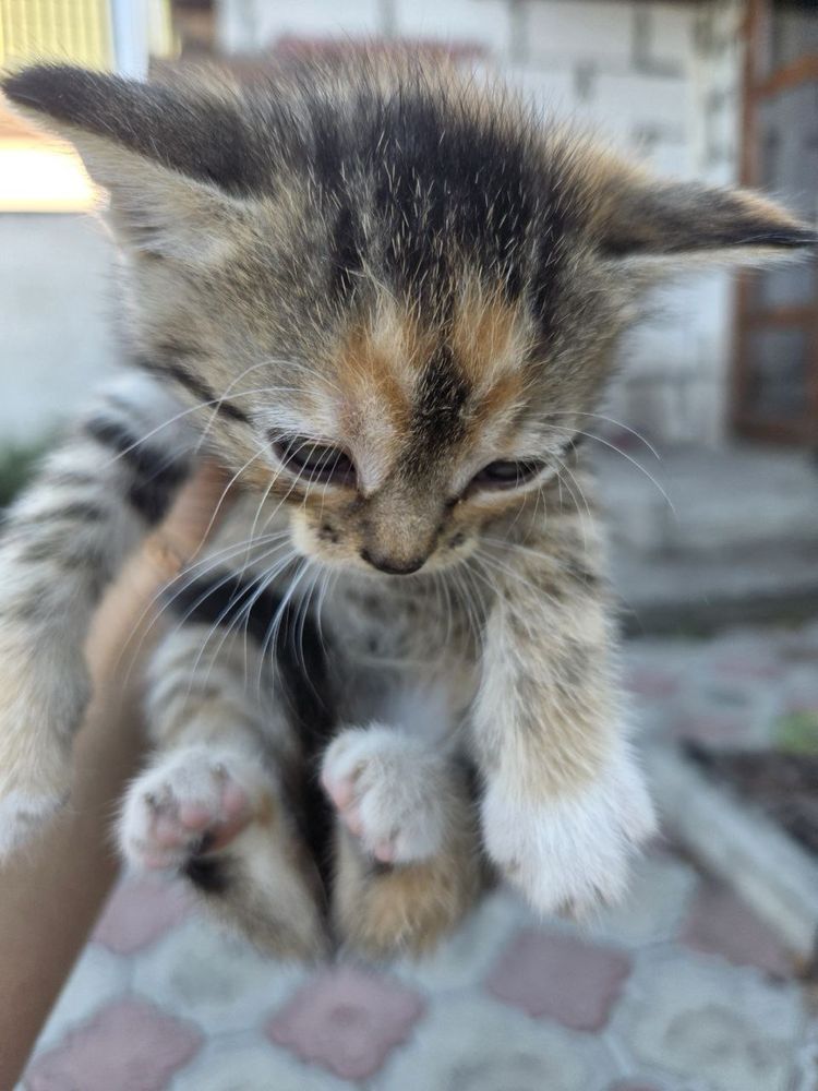 Отдам котят,кошенят