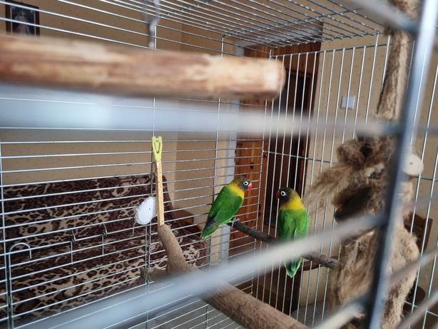 Papugi wraz z klatką