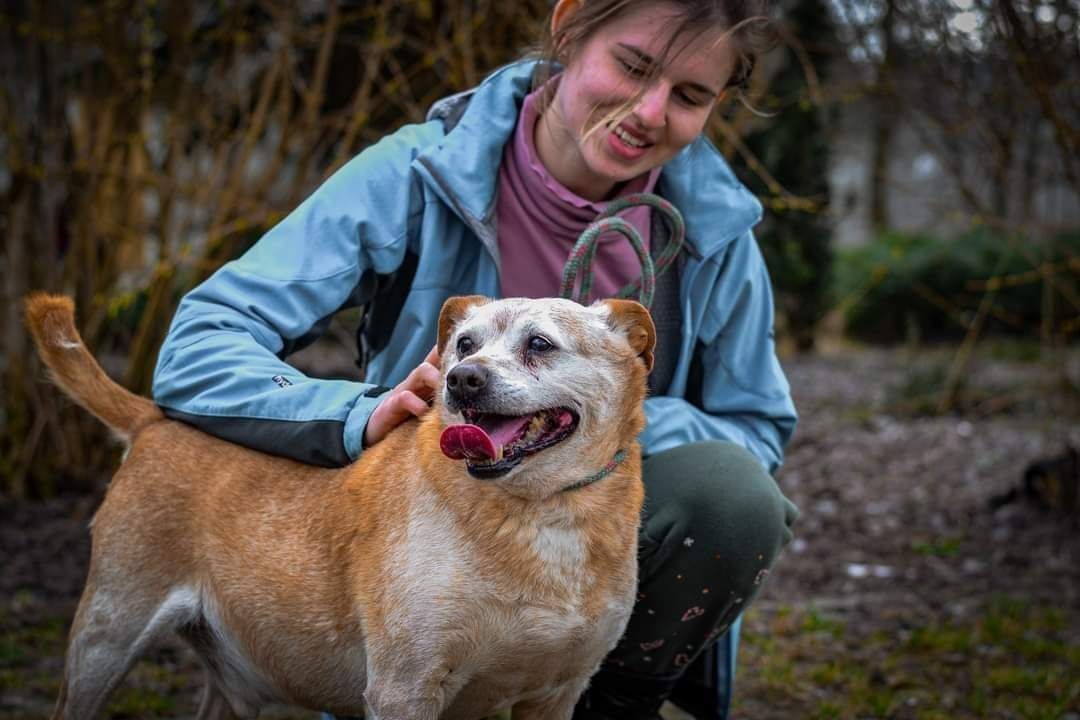 BISKIT psi senior kochający ludzi BŁAGA PILNIE o ratunek