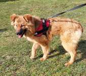 Esma sunia do adopcji