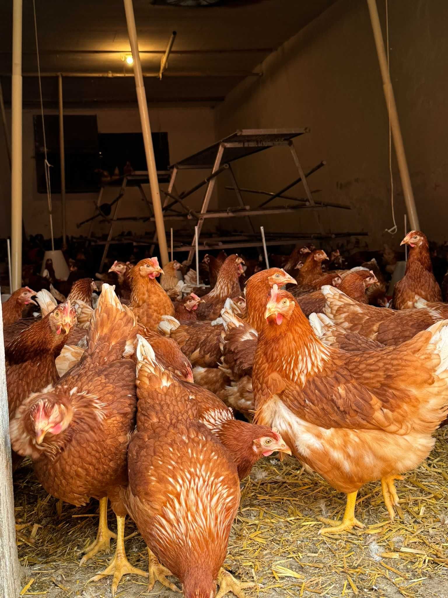 Kury NIOSKI Rossa Messa Leghorn 24 tyg ! Prosto od HODOWCY !!