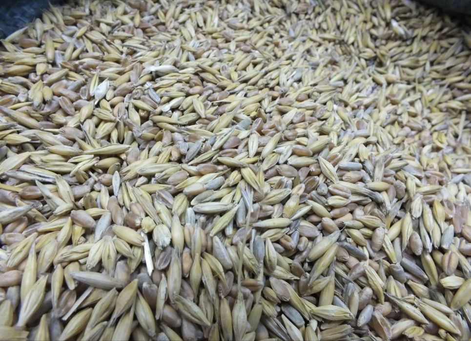 Mieszanka zbożowa - owies, jęczmień, pszenica