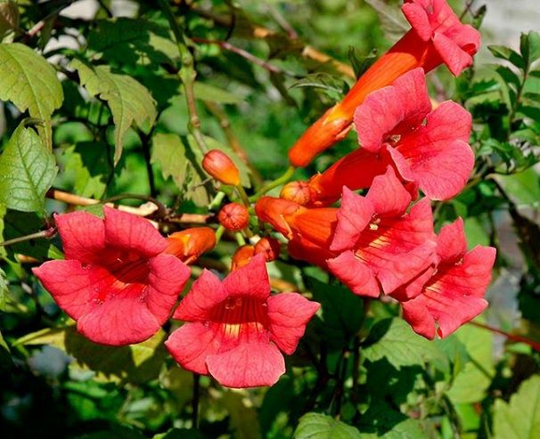 Кампсис ползучий . Прекрасно подходит для  создания тени в беседке!