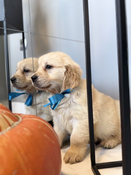 Golden Retriever szczeniak suczka biszkoptowa