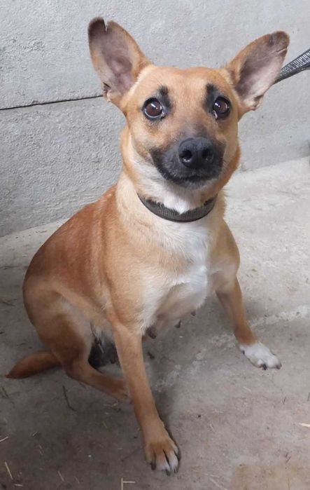 LEMONA mała,ruda suczka do adopcji