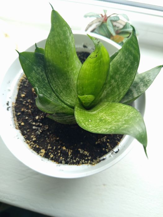 Спатифілум та Сансев'єрія