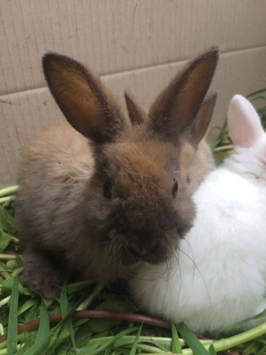 Декоративні кролики