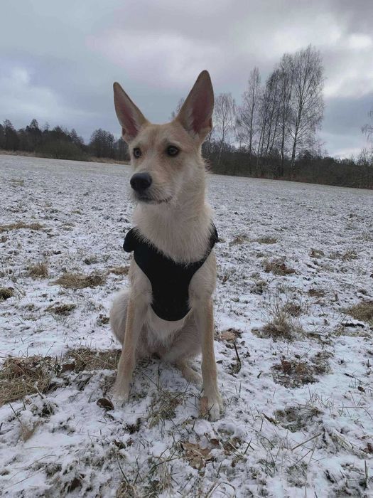 Iris szuka nowego domu.