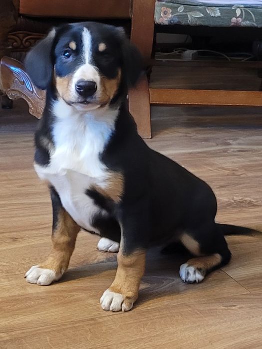 Entlebucher  Najmniejszy Pies Szwajcarski FCI