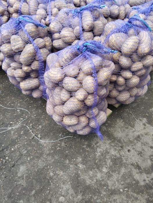 Ziemniaki młode Vineta, otolia, Jurek, lord