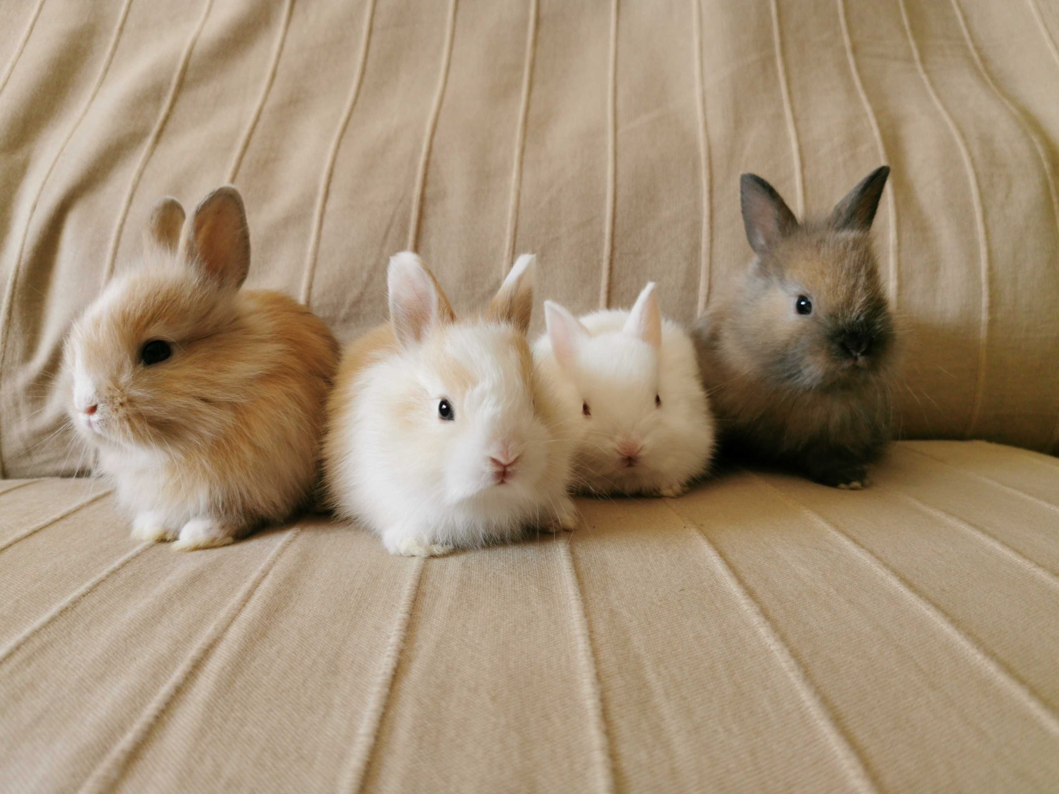 Coelhos anões minitoy e mini holandês muito fofos, KIT completo