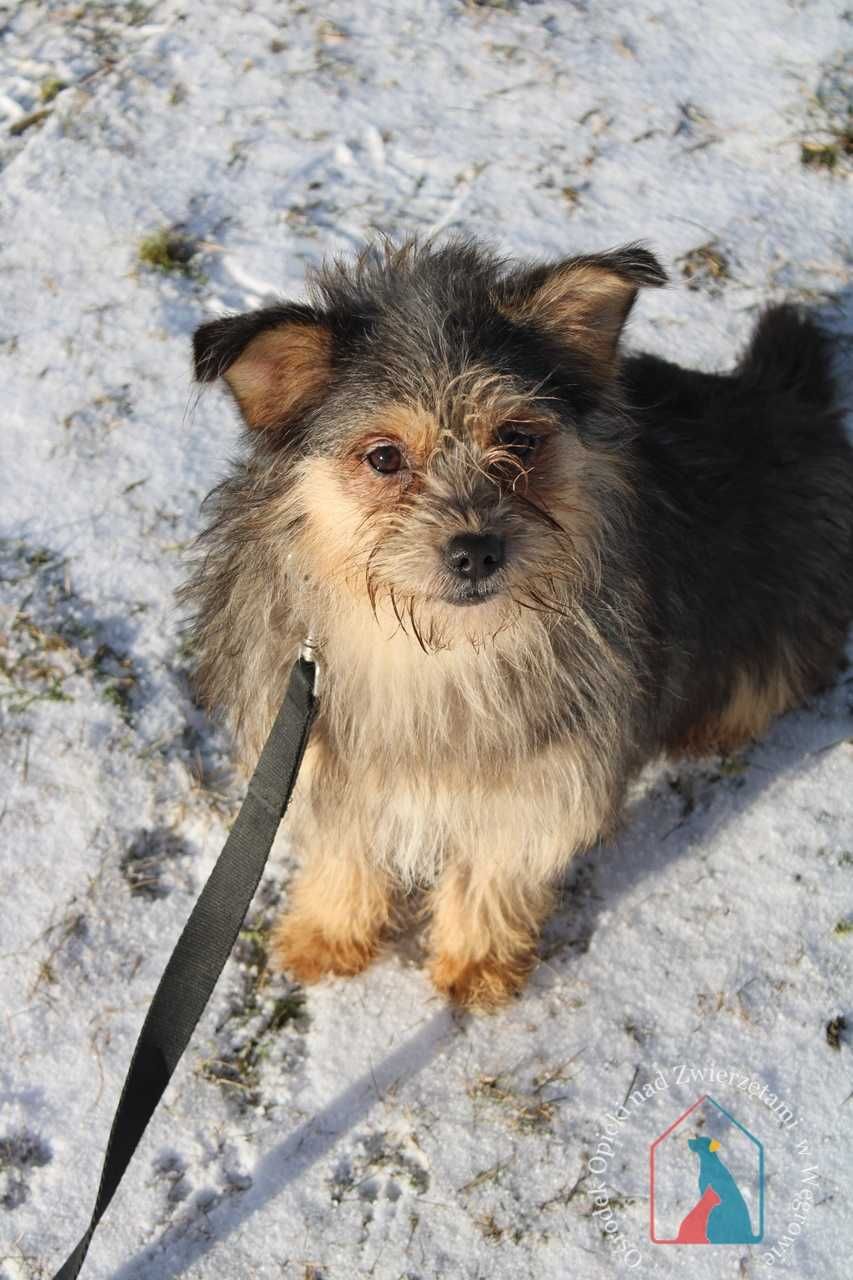 Malutka, lękliwa sunia, 5 kg, po przejściach - kto jej pomoże?