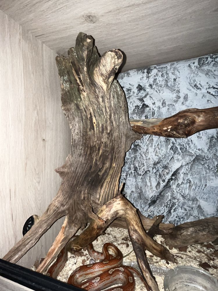Wąż zbożoby samiec + terarium