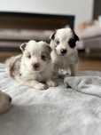 Border Collie FCi