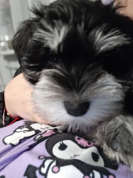 Sznaucer miniaturowy