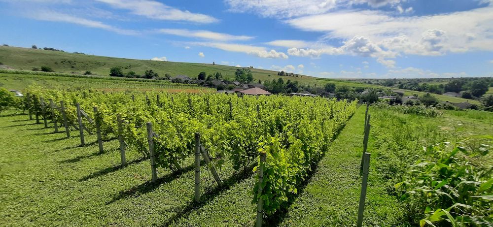 Продаж будинку, Тернопільська область, Монастириський район Швейків