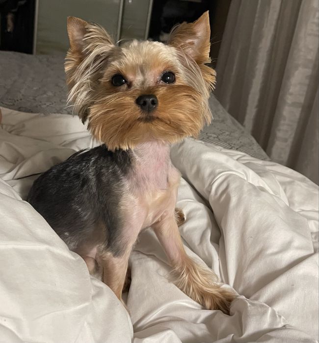 Йорк мінік хлопчик 2,5 роки в добрі  руки