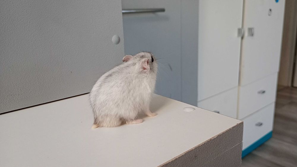 Chomiki dżungarskie – słodkie maluchy! Biało-szaro-brązowe, oswojone!