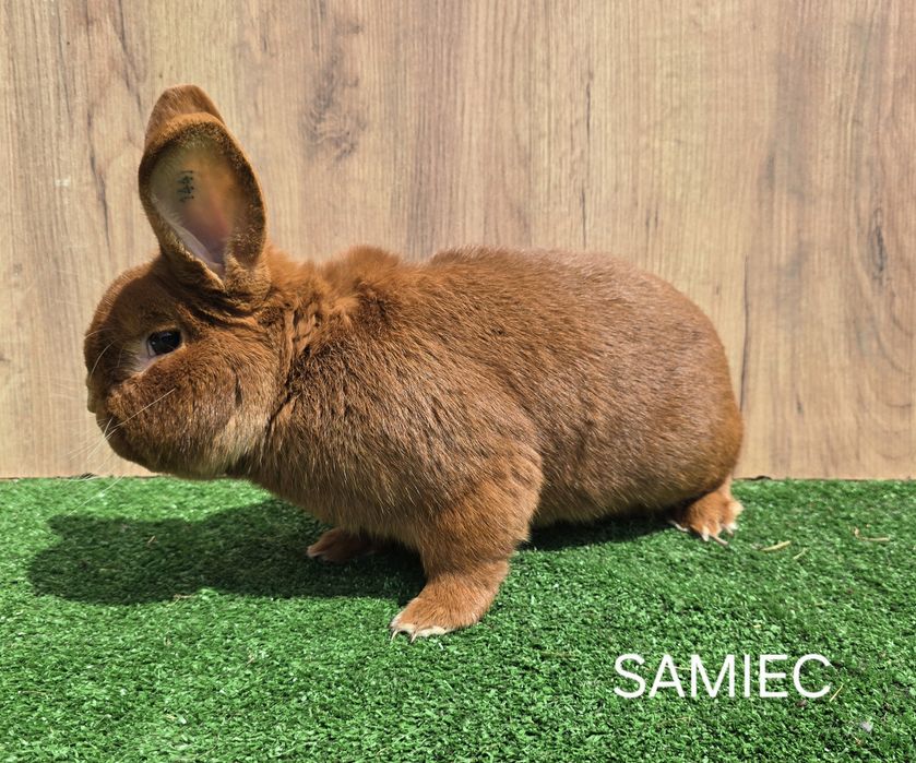 Samiec NC z rodowodem