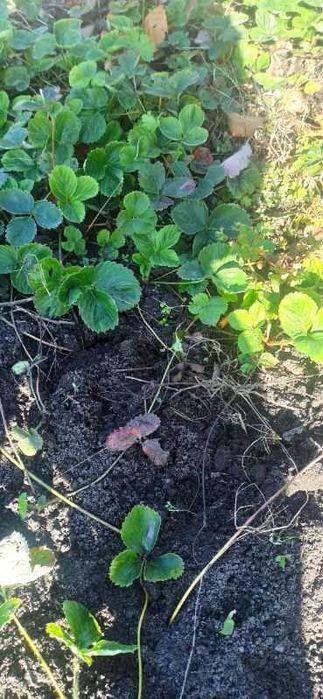 Truskawki sadzonki 1 zl