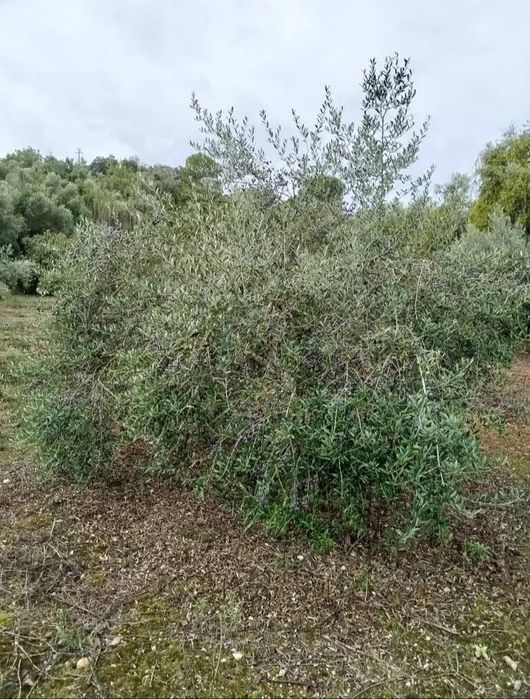 Terreno rústico com 3.000 M2, 50 oliveiras de boa qualidade