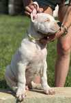Dog argentyński samiec FCI