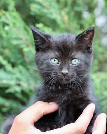 Кошеня 3 міс чисто чорна кішка