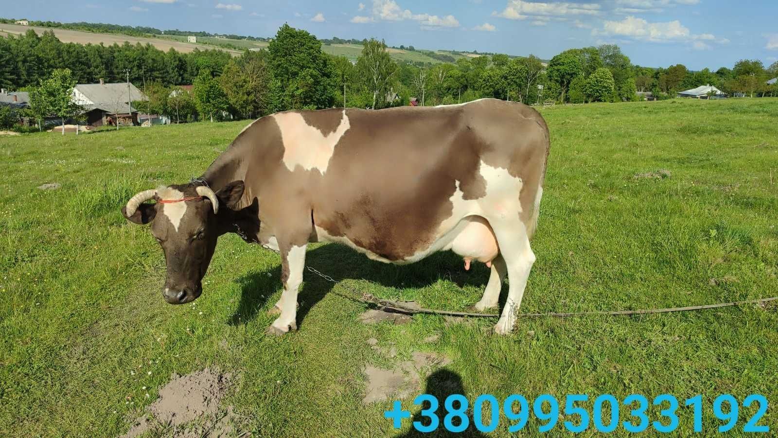 Продається добра корова