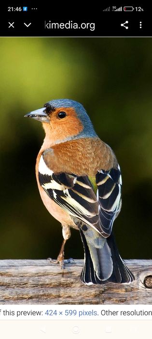 Pássaros de fauna europeia criados em ambientes naturais