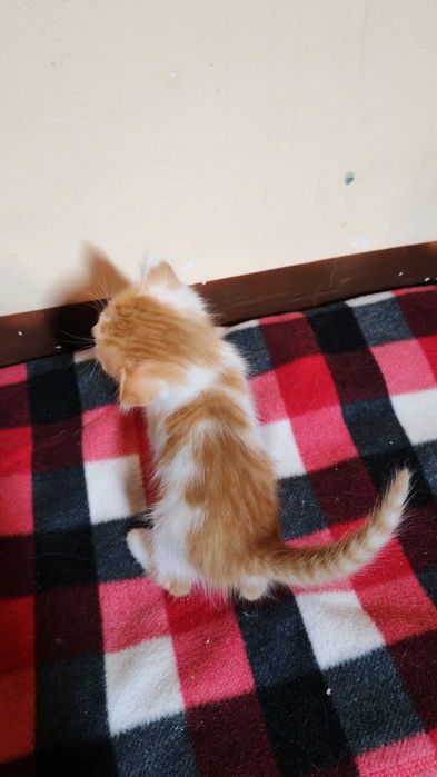 Руда киця шукає дім